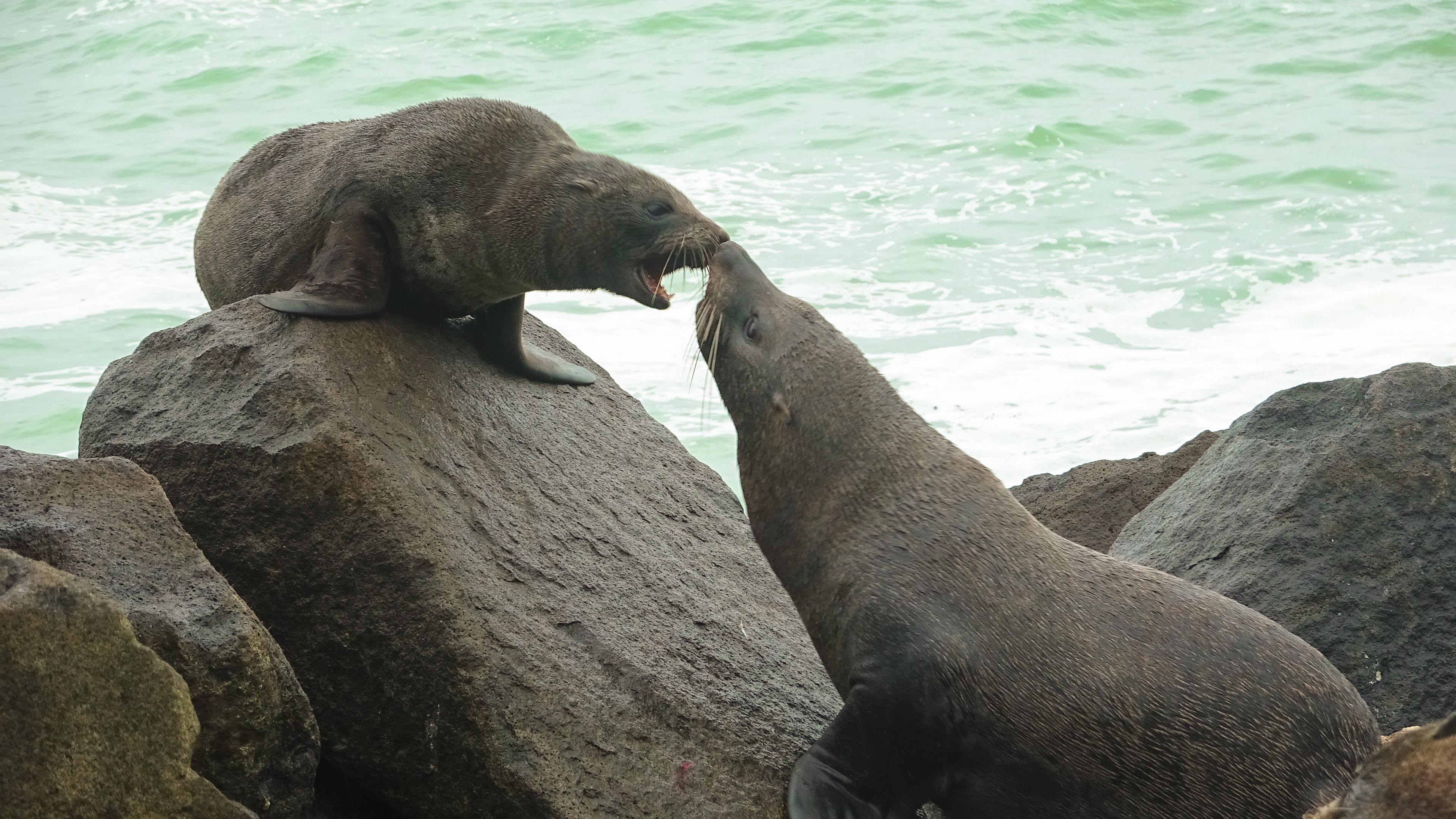 Nuova Zelanda - Foche